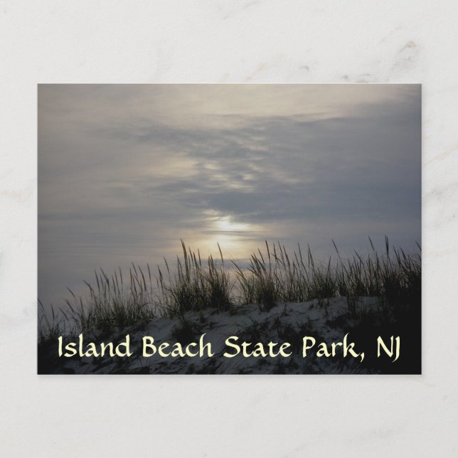 Sunset Dune Grass IBSP Postcard (Front)