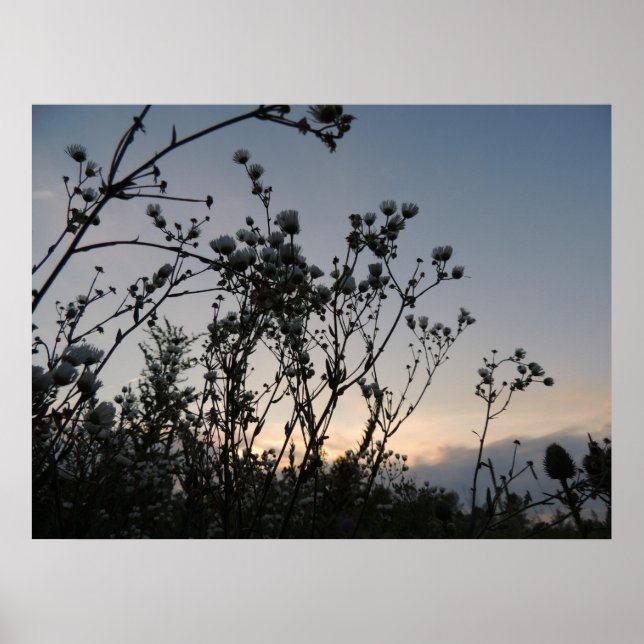 Sunset field of wild flowers poster (Front)