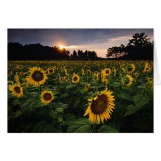 Sunset Flower