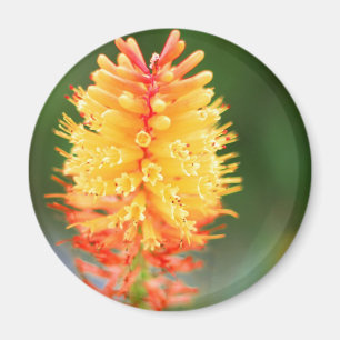 Sunset Glow Magnet