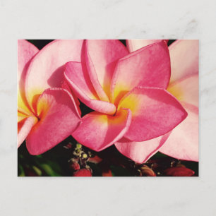 Sunset Hawaiian Plumeria Frangipani Trio Postcard