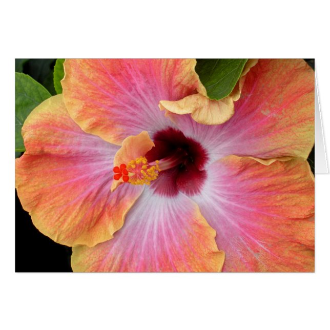 Sunset Hibiscus (Front Horizontal)