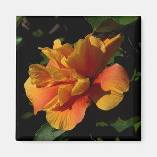 Sunset Hibiscus Magnet