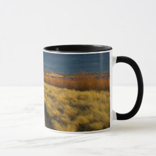 Sunset highlights the red bark of bushes mug