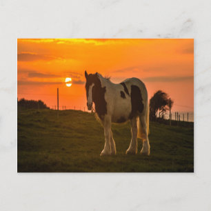 Sunset Horse Postcard