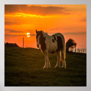 Sunset Horse Poster