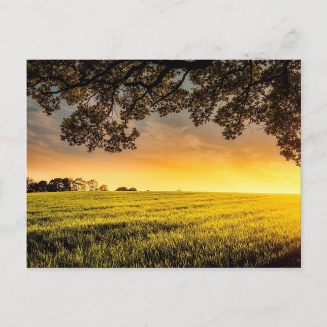 Sunset in a Rural Field Landscape  Postcard (Front)