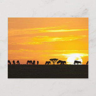 Sunset in Serengeti Postcard