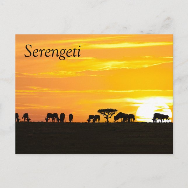 Sunset in Serengeti Postcard (Front)