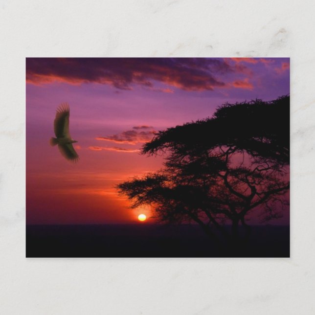 Sunset in Serengeti, Tanzania Postcard (Front)