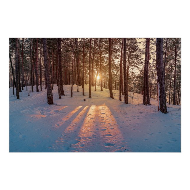 Sunset in snowy winter pine forest poster (Front)