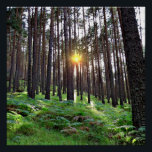 Sunset in the forest poster<br><div class="desc">Sunset in a pine forest</div>