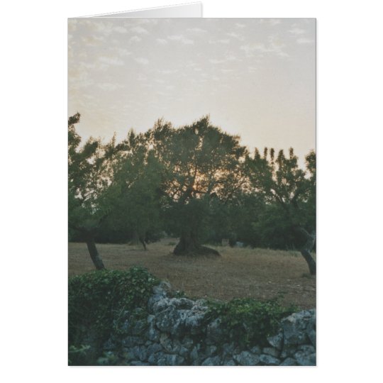 Sunset in the Olive Grove Card