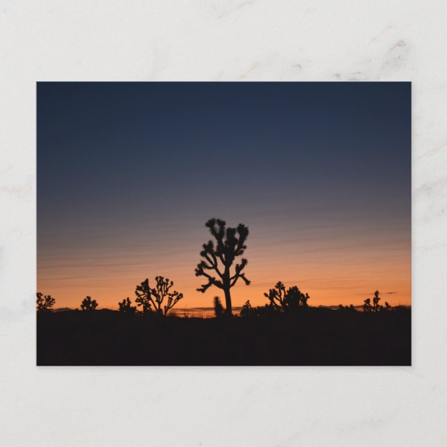 Sunset Joshua Trees Postcard (Front)