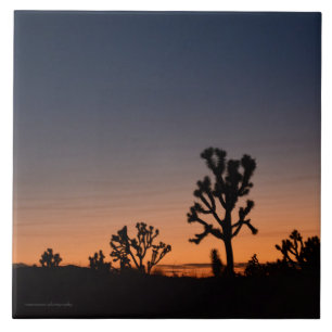 Sunset Joshua Trees Tile