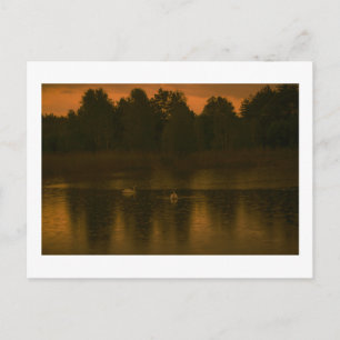 Sunset Lake Rain Swans Nature Landscape Postcard