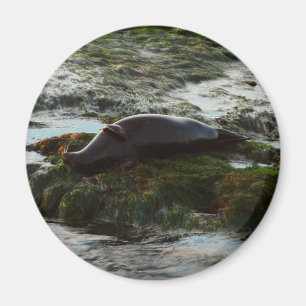Sunset Lit Harbor Seal II at San Diego Magnet