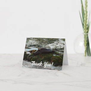 Sunset Lit Harbor Seal II at San Diego Thank You Card