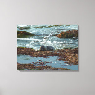 Sunset Lit Harbour Seal I at San Diego Canvas Print