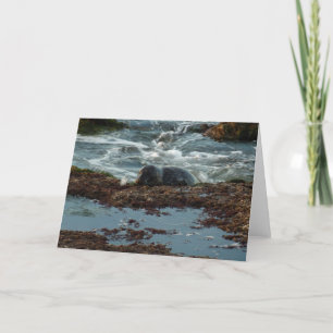 Sunset Lit Harbour Seal I at San Diego Card