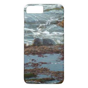 Sunset Lit Harbour Seal I at San Diego iPhone 8 Plus/7 Plus Case