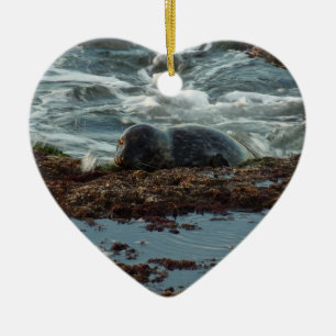 Sunset Lit Harbour Seal I at San Diego Ceramic Tree Decoration