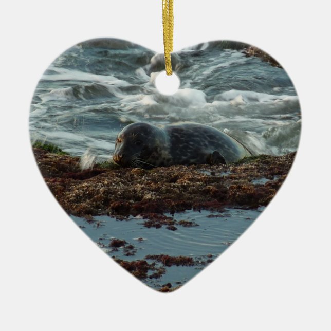 Sunset Lit Harbour Seal I at San Diego Ceramic Tree Decoration (Front)