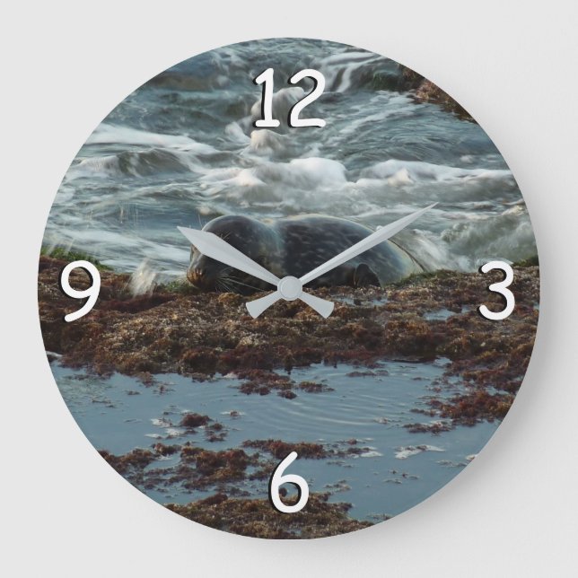 Sunset Lit Harbour Seal I at San Diego Large Clock (Front)