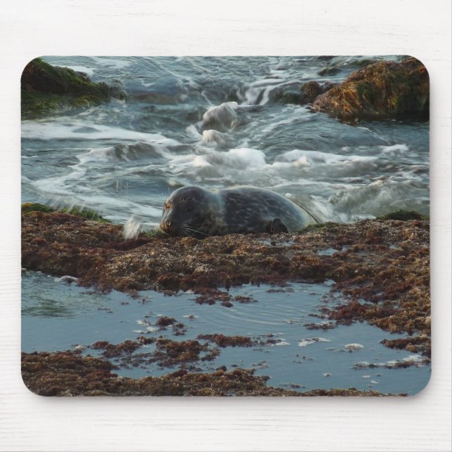 Sunset Lit Harbour Seal I at San Diego Mouse Mat (Front)