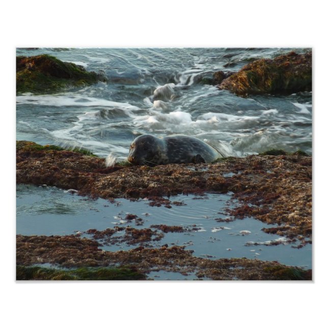 Sunset Lit Harbour Seal I at San Diego Photo Print (Front)