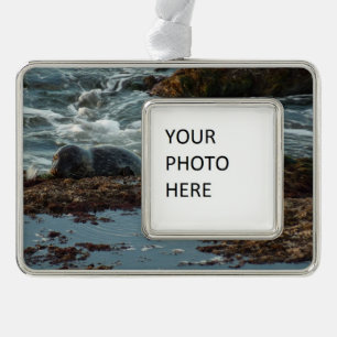 Sunset Lit Harbour Seal I at San Diego Silver Plated Framed Ornament