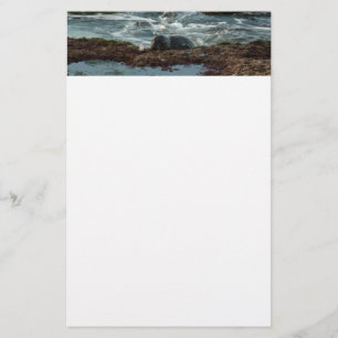 Sunset Lit Harbour Seal I at San Diego Stationery