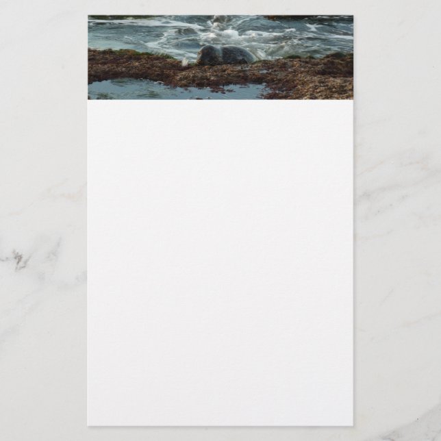 Sunset Lit Harbour Seal I at San Diego Stationery (Front)