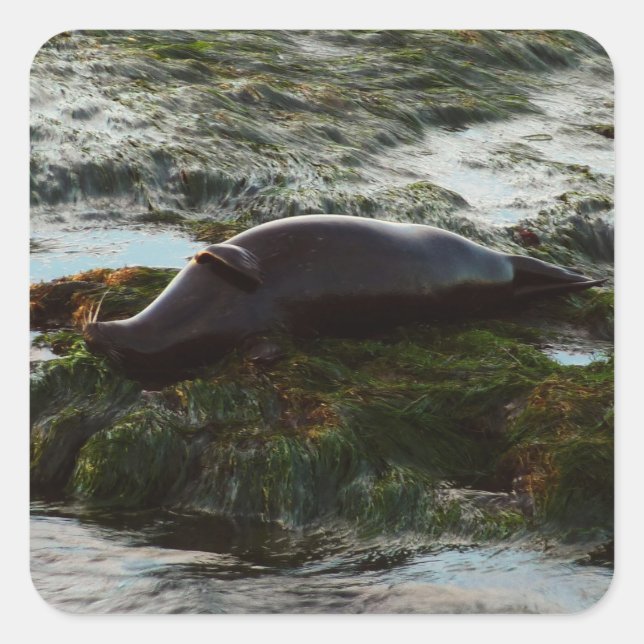 Sunset Lit Harbour Seal II at San Diego (Front)