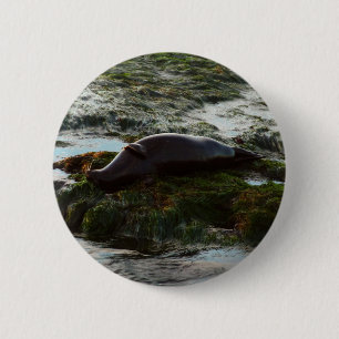 Sunset Lit Harbour Seal II at San Diego 6 Cm Round Badge