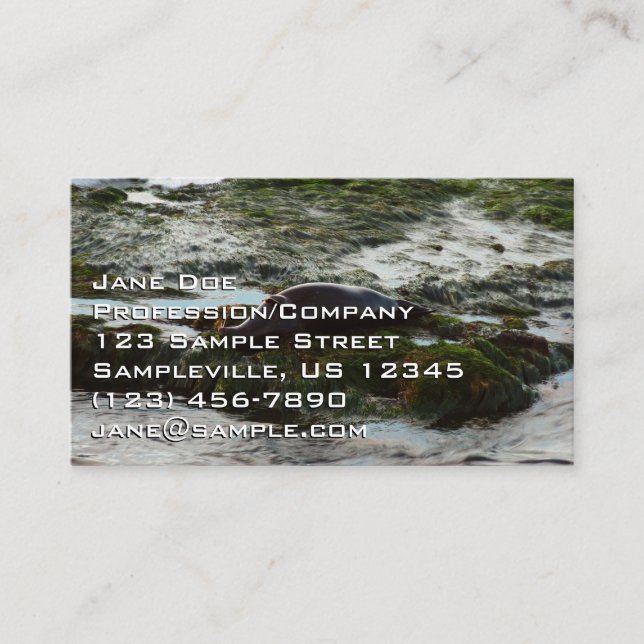 Sunset Lit Harbour Seal II at San Diego Business Card (Front)