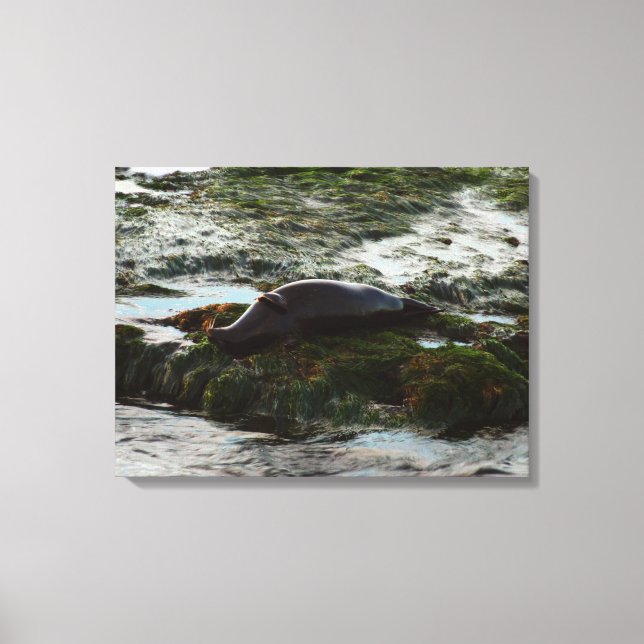 Sunset Lit Harbour Seal II at San Diego Canvas Print (Front)