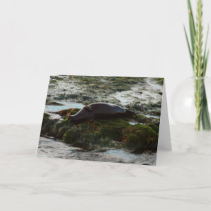 Sunset Lit Harbour Seal II at San Diego Card
