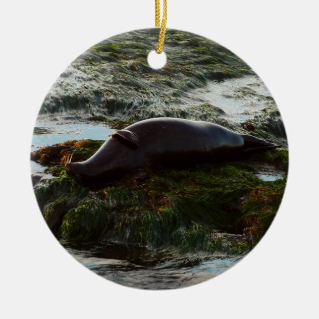 Sunset Lit Harbour Seal II at San Diego Ceramic Tree Decoration (Front)
