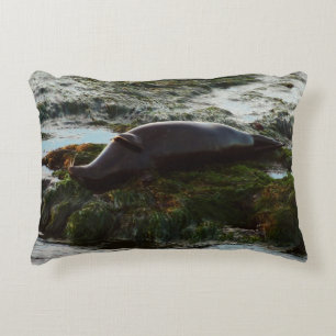 Sunset Lit Harbour Seal II at San Diego Decorative Cushion