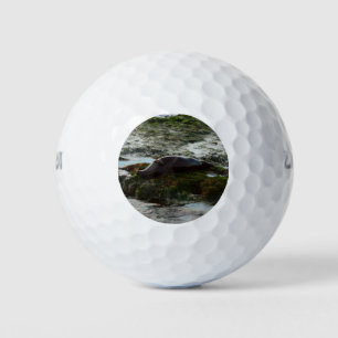 Sunset Lit Harbour Seal II at San Diego Golf Balls