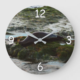 Sunset Lit Harbour Seal II at San Diego Large Clock