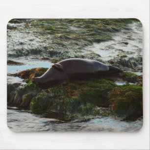Sunset Lit Harbour Seal II at San Diego Mouse Mat