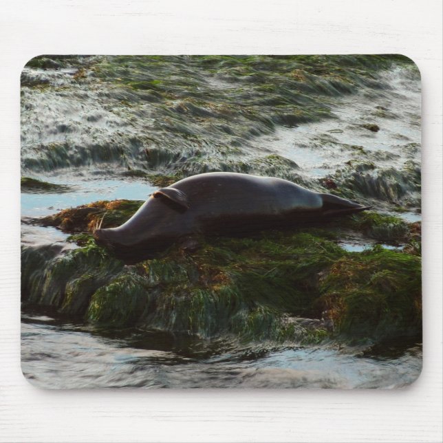 Sunset Lit Harbour Seal II at San Diego Mouse Mat (Front)