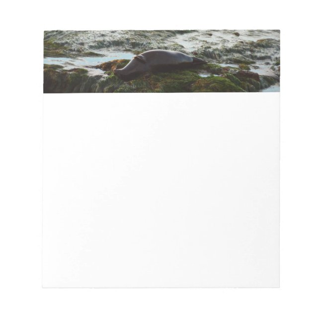 Sunset Lit Harbour Seal II at San Diego Notepad (Front)