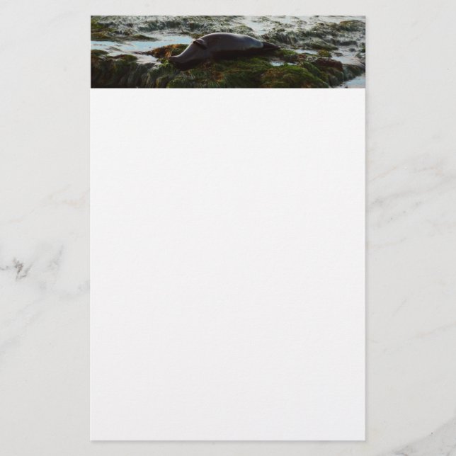 Sunset Lit Harbour Seal II at San Diego Stationery (Front)