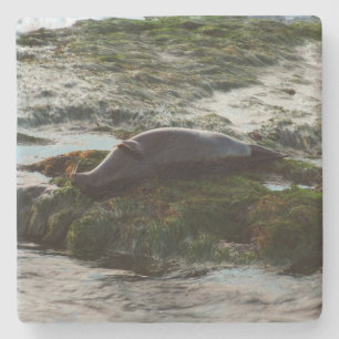 Sunset Lit Harbour Seal II at San Diego Stone Coaster