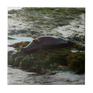 Sunset Lit Harbour Seal II at San Diego Tile