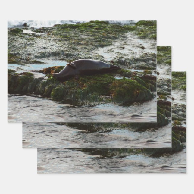 Sunset Lit Harbour Seal II at San Diego Wrapping Paper Sheet (Set)