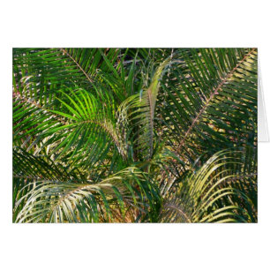 Sunset Lit Palm Fronds Tropical